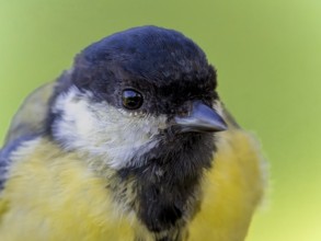 Great tit (Parus major) portrait of the head shown in quarter view, orchard, Baden-Württemberg,
