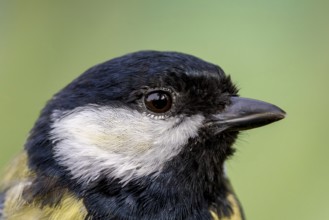 Great tit (Parus major) portrait of the head shown in side view, orchard, Baden-Württemberg,