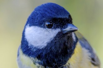 Great tit (Parus major) portrait of the head shown in quarter view, orchard, Baden-Württemberg,