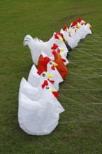 Kite Festival, International Kite Festival, Dieppe, Normandy, France
