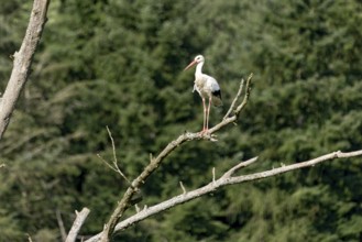 White stork (Ciconia ciconia), white stork, clapper stork standing on a dead tree at the edge of