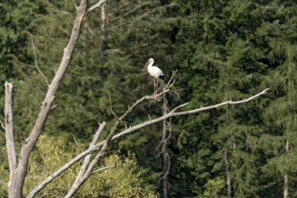 White stork (Ciconia ciconia), white stork, clapper stork standing on a dead tree at the edge of