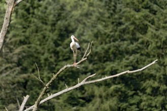 White stork (Ciconia ciconia), white stork, clapper stork standing on a dead tree at the edge of