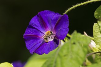 Wild bee on funnel bindweed (Ipomoea purpurea) flower, Sieversen, Rosengarten, Lower Saxony,