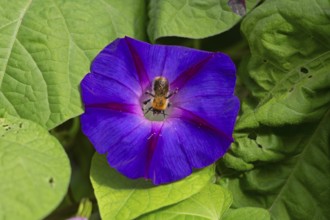 Wild bee on funnel bindweed (Ipomoea purpurea) flower, Sieversen, Rosengarten, Lower Saxony,