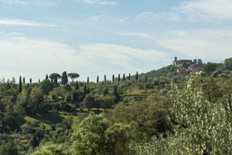 Italy, Tuscany, pines, Castello, castle, mountain, landscape, hill, green