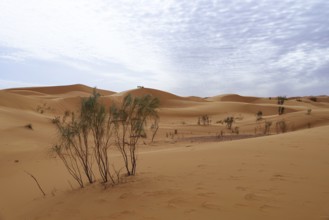Sahara, Algeria, sand, desert landscape, desert, plants, green, brown