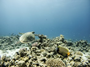 Red Sea, Underwater, Scuba, Coral Reef, Egypt, Hurghada, Clear Water, Habitat, Ecosystem, Hawksbill