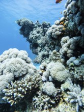 Red Sea, underwater, scuba, coral reef, Egypt, Hurghada, view upwards, white, clear water, habitat,