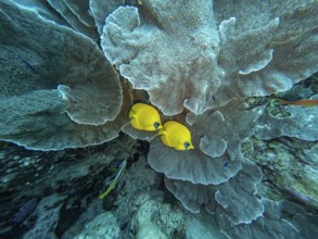 Red Sea, underwater, scuba, coral reef, Egypt, Hurghada, clear water, habitat, ecosystem, yellow