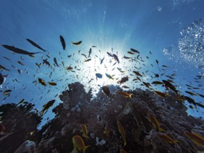 Bannerfish, Red Sea, underwater, scuba, coral reef, Egypt, Hurghada, view upwards, scenery