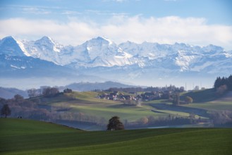 Triumvirate, Alps, Bernese Oberland, layers, Gurtendorf, view, tree, focus, solitair, centre,