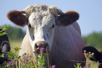 A cow looks curiously over a fence in a green pasture with flowers in the foreground,