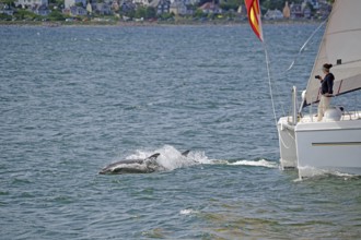 Two dolphins swimming next to a sailing boat in the blue sea, Moray Firth, Inverness, Scotland,