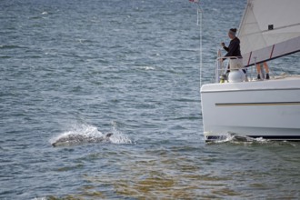 A person on a sailing boat watches a dolphin swimming in the water next to the boat, Moray Firth,