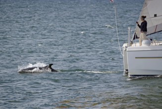 A dolphin swims next to a sailing boat in the blue sea, Moray Firth, Inverness, Scotland, Great