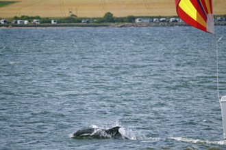 A dolphin swims in the sea while a sailing boat with a colourful flag sails nearby, Moray Firth,