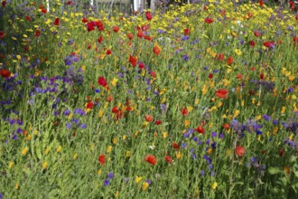 Vibrant flower meadow with a mixture of red, yellow and purple flowers, Aberdeenshire, Scotland,