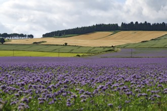 Wide landscape with blooming lavender field and farmland under cloudy sky, Aberdeenshire, Scotland,