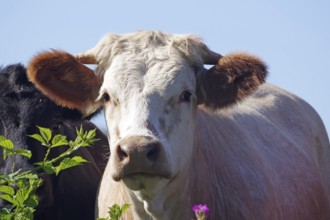 A curious view of a cow in a pasture with flowers and green background, Aberdeenshire, Scotland,