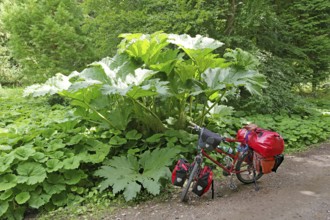 A bicycle with panniers stands at the edge of the forest, surrounded by lush green plants, redwood