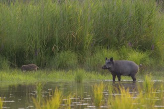 Wild boar (Sus scrofa), fresh boar, standing, water, riparian forest, Lower Austria