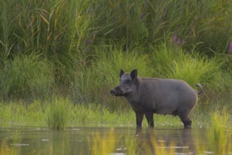 Wild boar (Sus scrofa), standing, water, riparian forest, Lower Austria