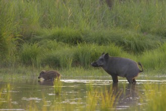 Wild boar (Sus scrofa), fresh boar, standing, urinating, water, riparian forest, Lower Austria