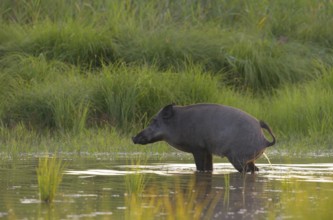 Wild boar (Sus scrofa), standing, urinating, water, riparian forest, Lower Austria