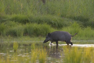 Wild boar (Sus scrofa), walking, water, riparian forest, Lower Austria