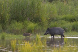 Wild boar (Sus scrofa), fresh boar, walking, water, riparian forest, Lower Austria