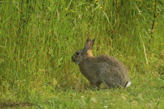 Wild rabbit (Oryctolagus cuniculus), meadow, sitting, Vienna