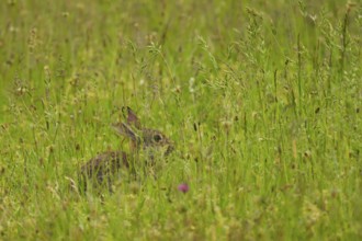 Wild rabbit (Oryctolagus cuniculus), meadow, sitting, Vienna
