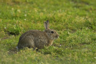 Wild rabbit (Oryctolagus cuniculus), meadow, sitting, Vienna