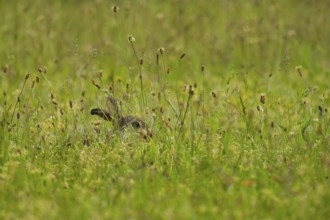 Wild rabbit (Oryctolagus cuniculus), meadow, sitting, Vienna