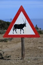 Beware of oryx antelopes (Oryx gazella) sign on a road near Oranjemund, Diamond Sperrgebiet, Karas