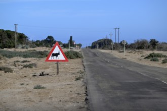 Beware of oryx antelopes (Oryx gazella) sign on a road near Oranjemund, Diamond Sperrgebiet, Karas