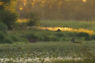 Red deer (Cervus elaphus), walking, morning mood, riparian forest, Lower Austria