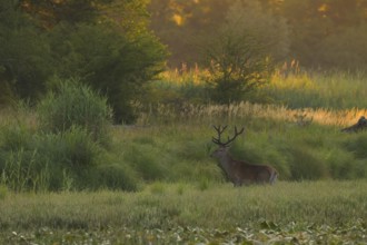 Red deer (Cervus elaphus), standing, morning mood, riparian forest, Lower Austria