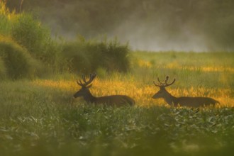 Red deer (Cervus elaphus), walking, morning mood, backlight, riparian forest, Lower Austria