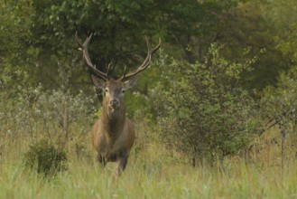 Red deer (Cervus elaphus), standing, meadow, forest, Lower Austria)