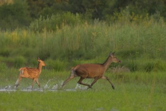 Doe (Cervus elaphus), calf, running, water, riparian forest, Lower Austria