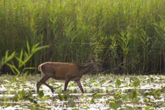 Doe (Cervus elaphus), walking, water, reeds, pond lilies, riparian forest, Lower Austria