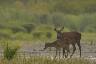 Doe, calf (Cervus elaphus), standing, riparian forest, Lower Austria