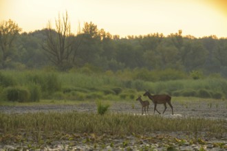Doe, calf (Cervus elaphus), standing, riparian forest, Lower Austria