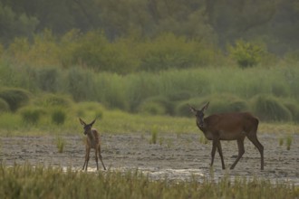 Doe, calf (Cervus elaphus), standing, riparian forest, Lower Austria