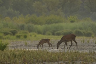 Doe, calf (Cervus elaphus), standing, drinking, riparian forest, Lower Austria