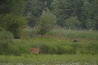 Red deer (Cervus elaphus), standing, riparian forest, Lower Austria