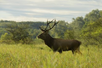 Red deer (Cervus elaphus), walking, meadow, forest, Lower Austria