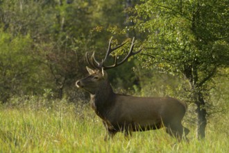 Red deer (Cervus elaphus), walking, meadow, forest, Lower Austria